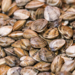 Live Clams