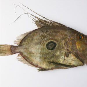 John Dory