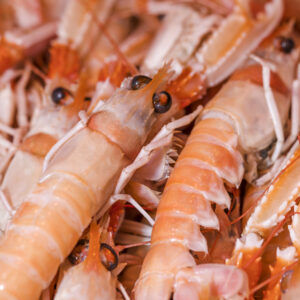 Langoustines