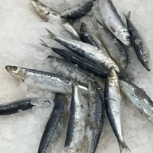 Frozen Sardines
