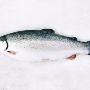 Sea Trout
